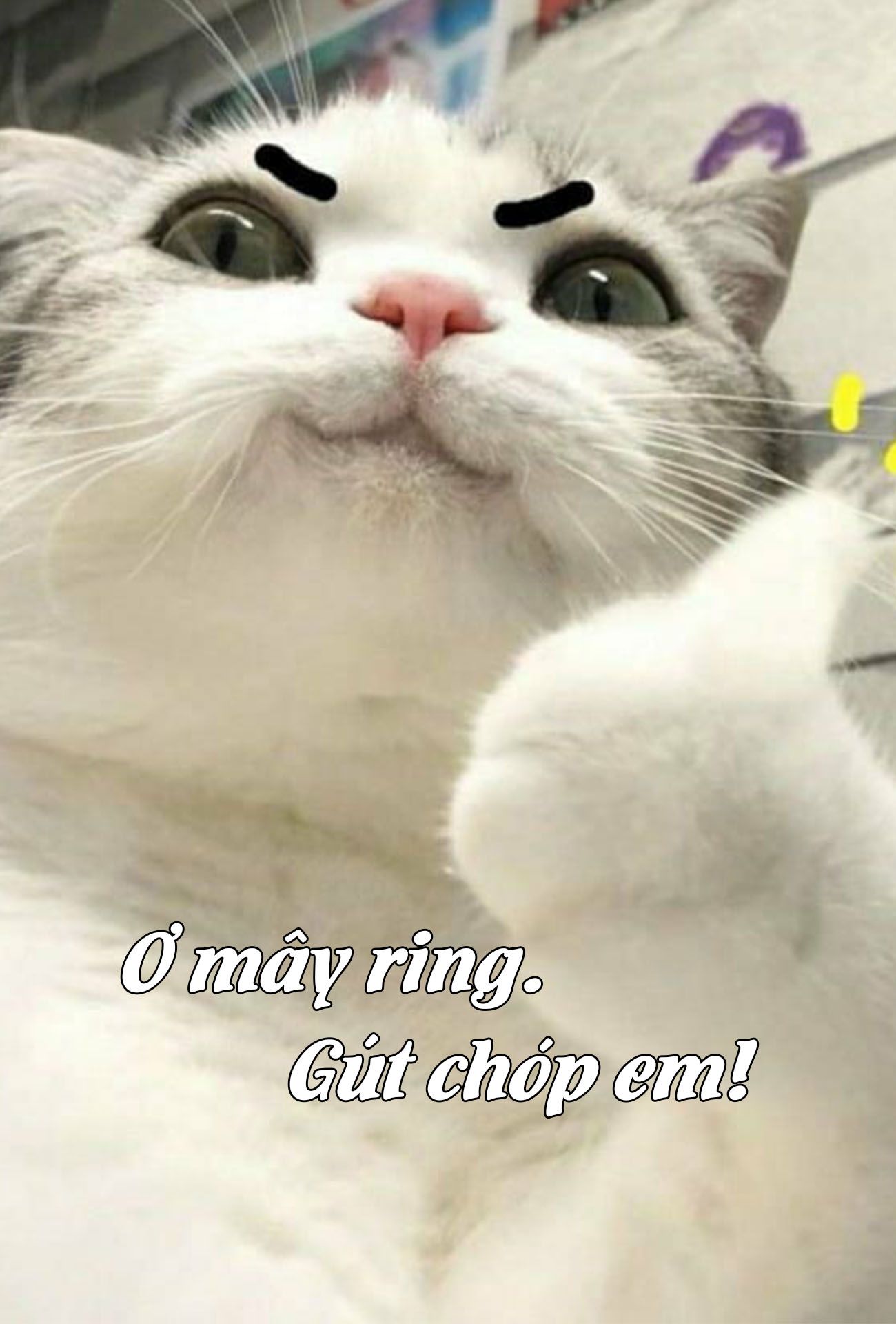 TOP 99+ meme mèo đáng yêu, ảnh mèo chế siêu hài hước mới nhất | Ảnh Cười  Việt