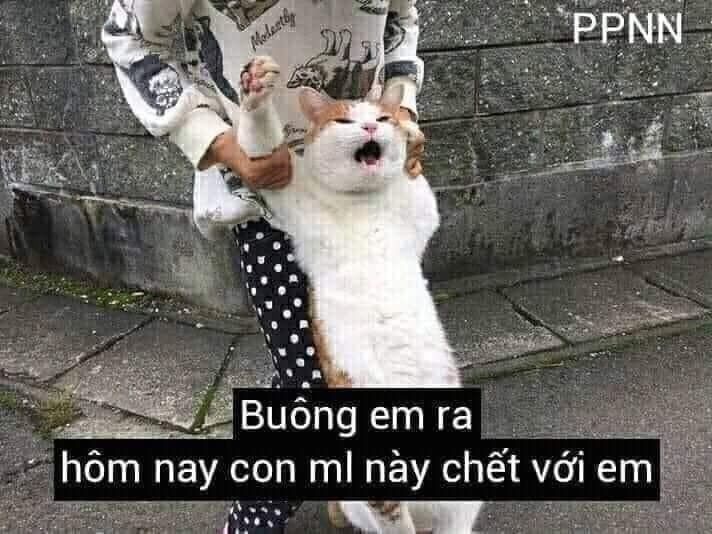 meme mèo cute