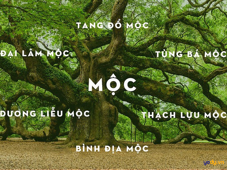 Mệnh mộc là gì?