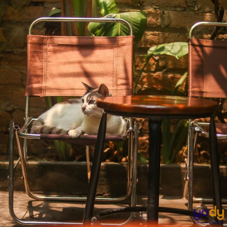 quán cafe sân vườn đẹp ở Hà Nội