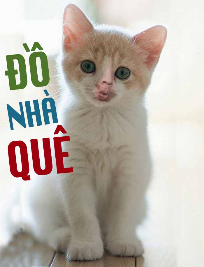 Quê meme meow