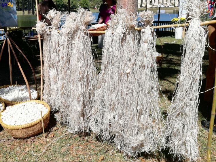 Phơi khô sợi tằm