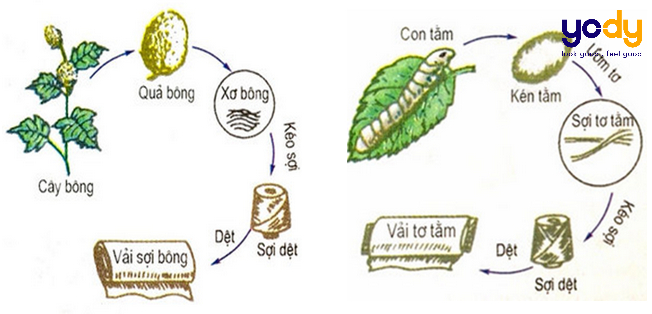 Vải sợi thiên nhiên là gì? Loại vải này có nguồn gốc từ đâu? Vải sợi thiên nhiên là gì? Loại vải này có nguồn gốc từ đâu?