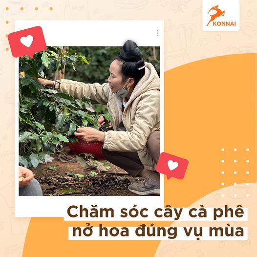 Chăm sóc cây cà phê nở hoa đúng mùa vụ