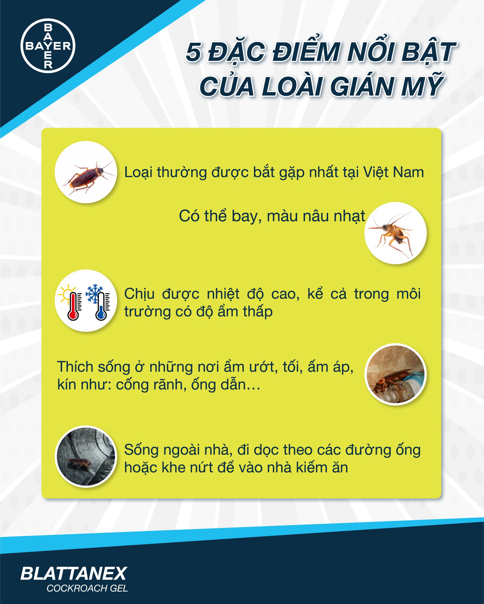 GIÁN MỸ CÓ NHỮNG 