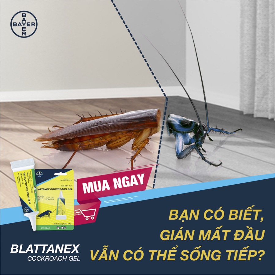 GIÁN MẤT ĐẦU VẪN CÓ THỂ SỐNG TIẾP