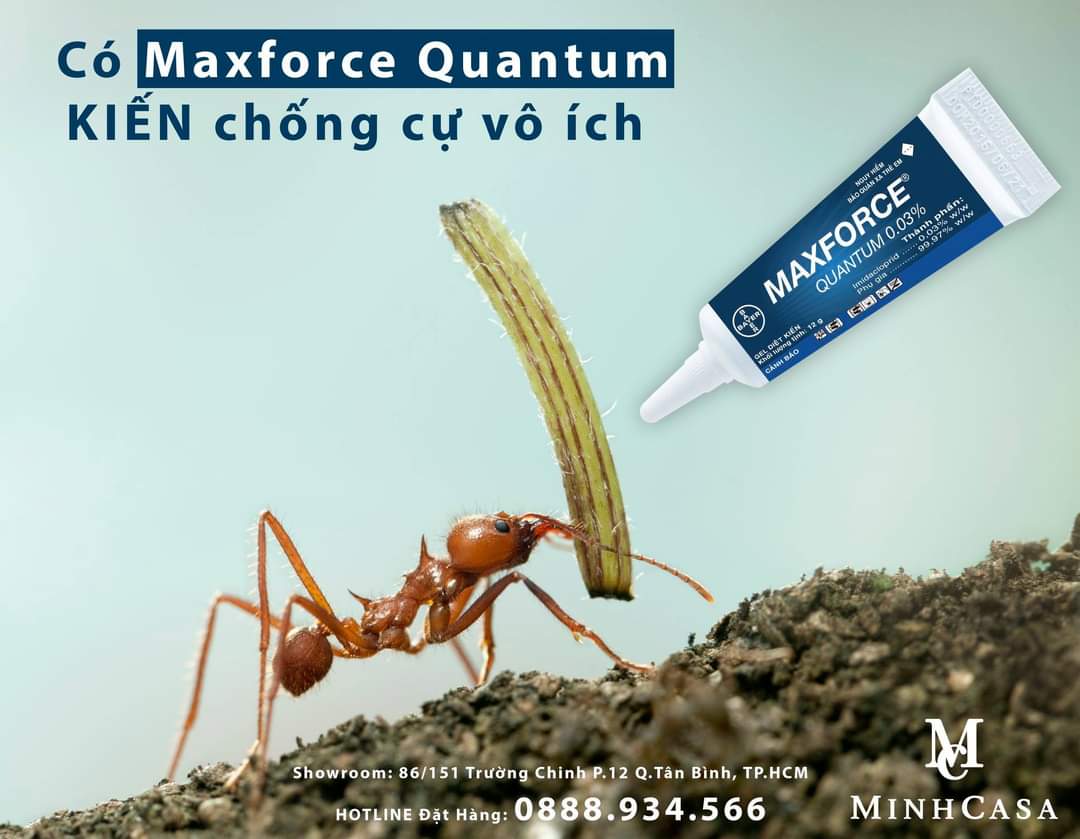 Diệt côn trùng bằng cách nào để hiệu quả lâu dài?