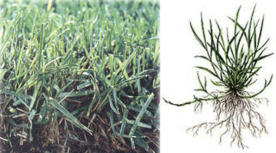 Kentucky Bluegrass