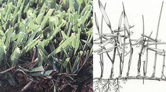 Cỏ Zoysiagrass