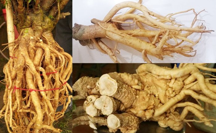 Ngâm rượu đinh lăng Rượu đinh lăng và những lợi ích sức khỏe không ngờ