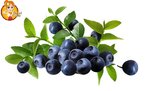 VIỆT QUẤT - BLUEBERRY