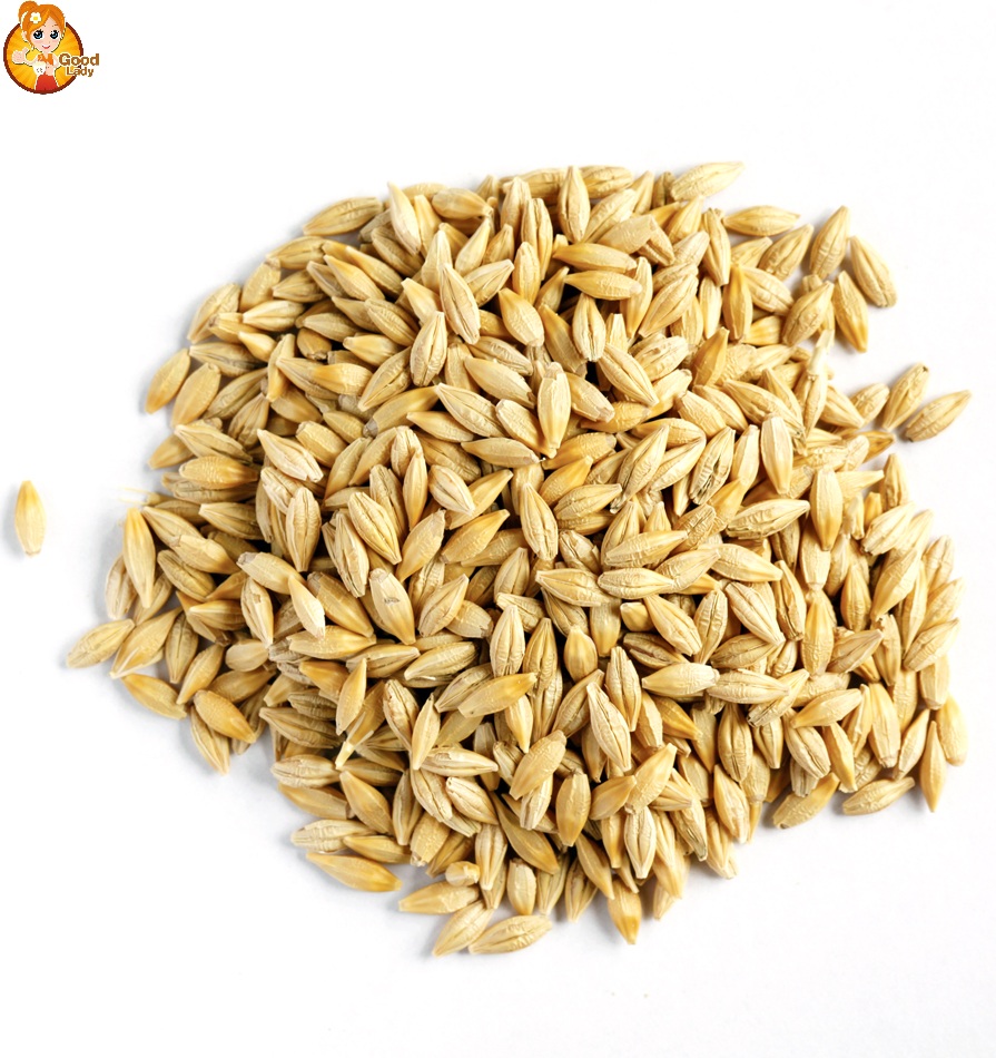 LÚA MẠCH - BARLEY