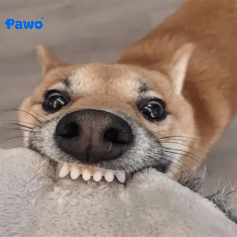 Tại sao loài chó luôn thích gặm nhấm 