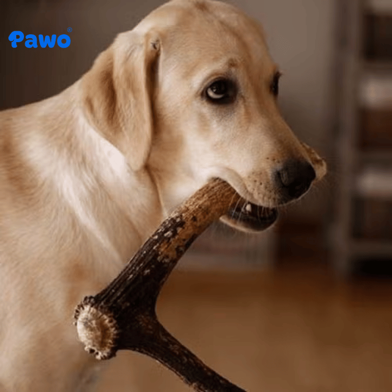 Dinh dưỡng ảnh hưởng đến hành vi cắn phá của Boss