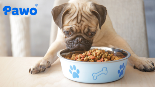 Hạt thiết kế riêng giúp chó Pug mặt ngắn dễ gắp và nhai thức ăn hơn