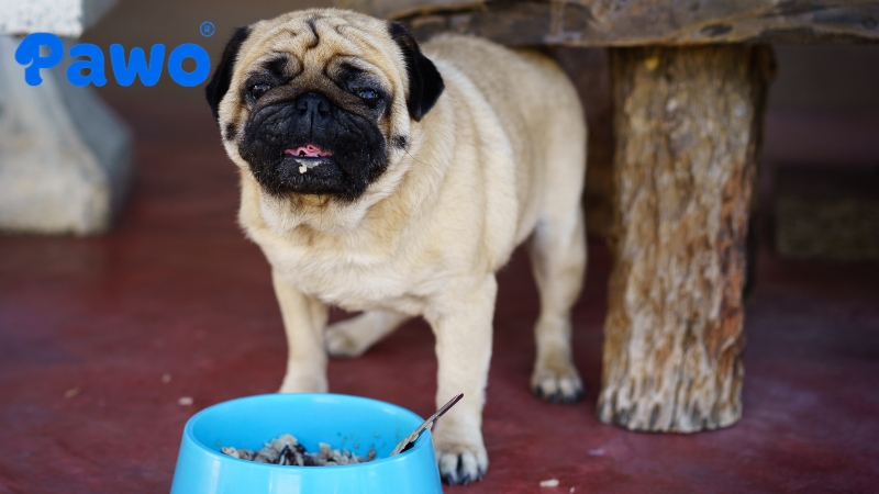 Thức ăn giàu đạm, ít béo giúp chó Pug săn chắc và ngừa tích mỡ.