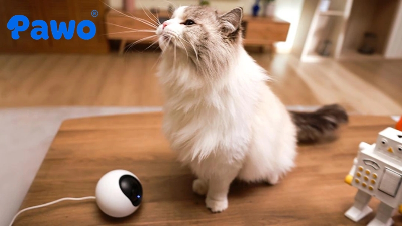 Camera thú cưng giúp bạn yên tâm hơn khi đi vắng