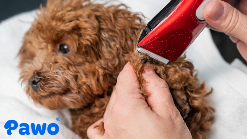 Cạo lông máu cho Poodle có nguy cơ khiến nó dễ bị cháy nắng, nhiễm lạnh