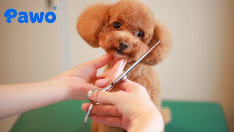 Bạn nên xem xét việc cạo lông máu cho Poodle khi có chỉ định y tế từ bác sĩ thú y