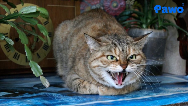 Mèo bị stress trở nên hung dữ bất thường