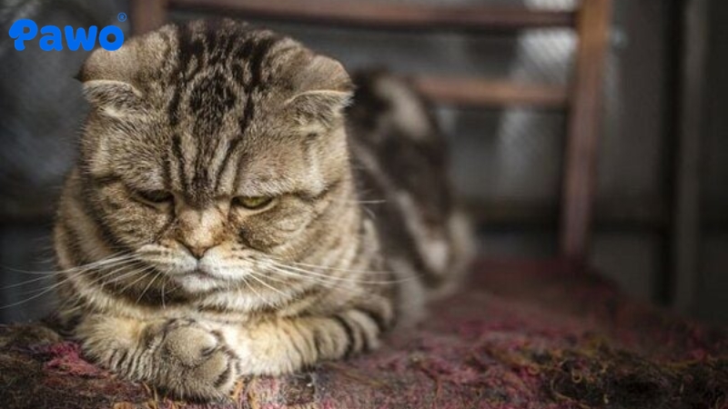 Rối loạn giấc ngủ cũng làm mèo bị stress