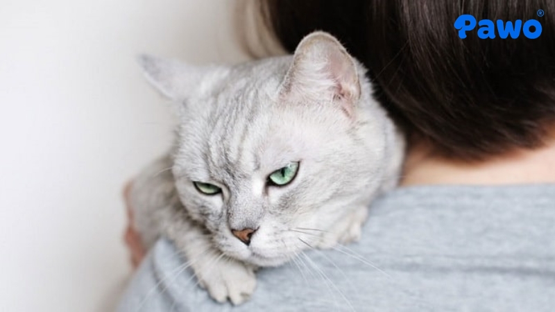 Bạn nên giành nhiều thời gian chăm sóc mèo bị stress