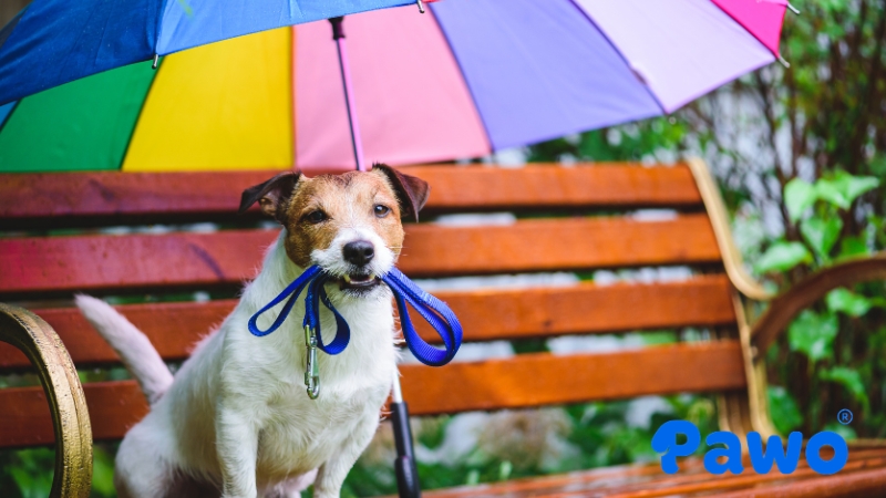 Thú cưng bị dính nước mưa rất dễ bị nhiễm lạnh và mắc bệnh hơn