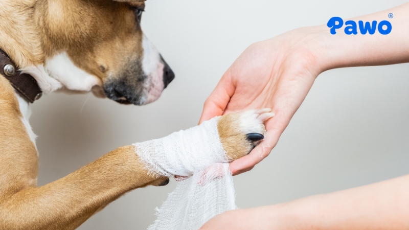 Móng quá dài gây đau đớn khi di chuyển cho cún