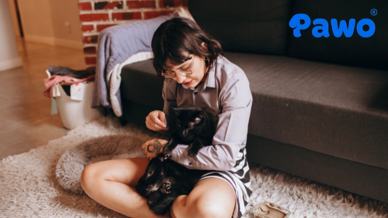 Chi phí thức ăn cho mèo chiếm tỷ trọng lớn nhất trong ngân sách hàng tháng