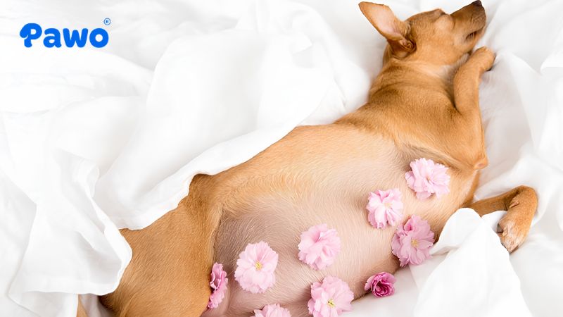 Bụng chó mẹ sẽ trở nên to rõ rệt ở cuối thai kỳ