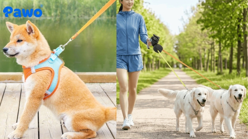 Tổng hợp các loại dây dắt (Leash) cho chó