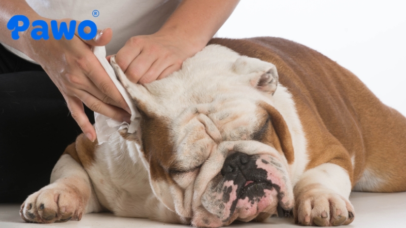 Dùng bông gòn sạch để lau khô vành tai và các phần bên ngoài cho cún cưng.