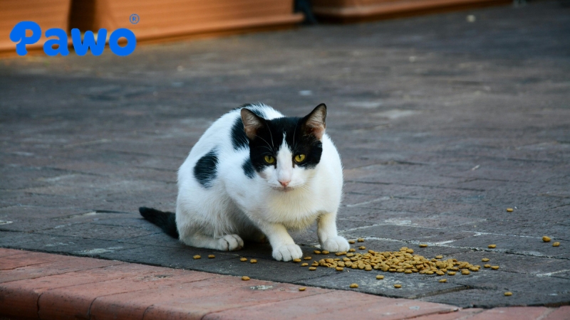 Hạt Royal Canin dành cho mèo con dưới 12 tháng tuổi