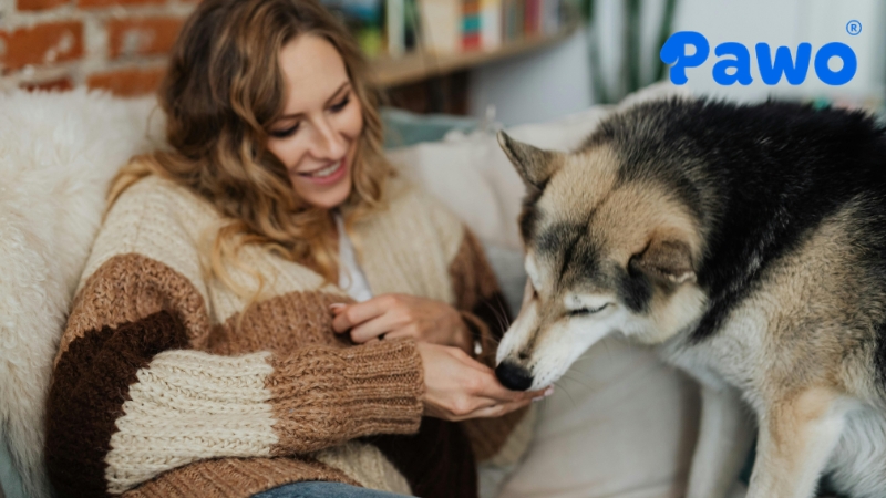 Chó Alaska cần nguồn dinh dưỡng đầy đủ mỗi ngày để cung cấp năng lượng