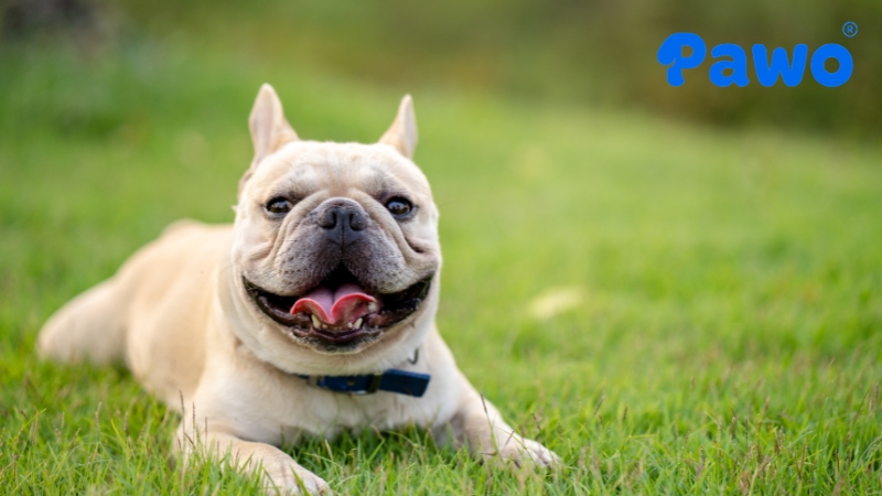 Bulldog Pháp là những chú chó cực kỳ tình cảm và rất hài hước