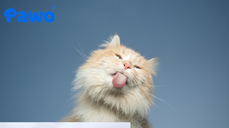 Tính cách các giống mèo điềm tĩnh, ngộ nghĩnh rất dễ gần gũi với mọi người