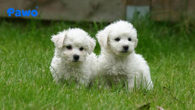 Bichon Frise trông như một cục mây trắng biết đi