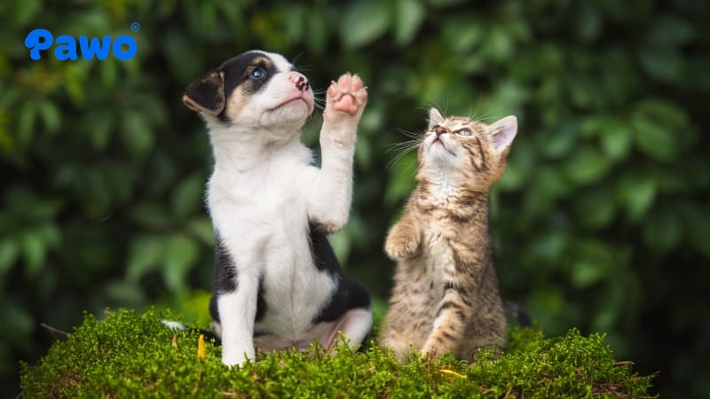 Chó và Mèo là cặp đôi khác loài khả thi và phổ biến nhất