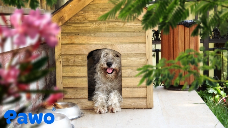 Lựa chọn nội thất cho thú cưng phù hợp nhất để không gian nhà bạn luôn thông thoáng