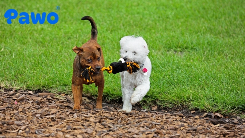Đồ chơi giúp thú cưng cảm thấy an toàn hơn