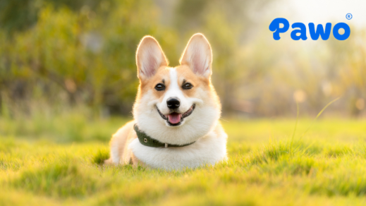 Chó Corgi là thú cưng có ngoại hình độc đáo không thể nhầm lẫn được