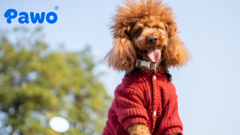 Chó Poodle có bộ lông thần thánh không rụng