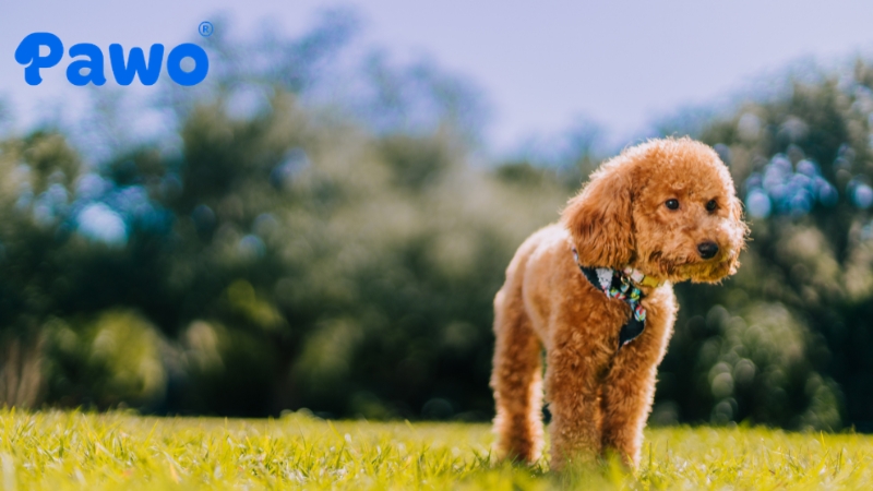 Chó poodle rất dễ mắc các bệnh về tai do cấu trúc tai cụp