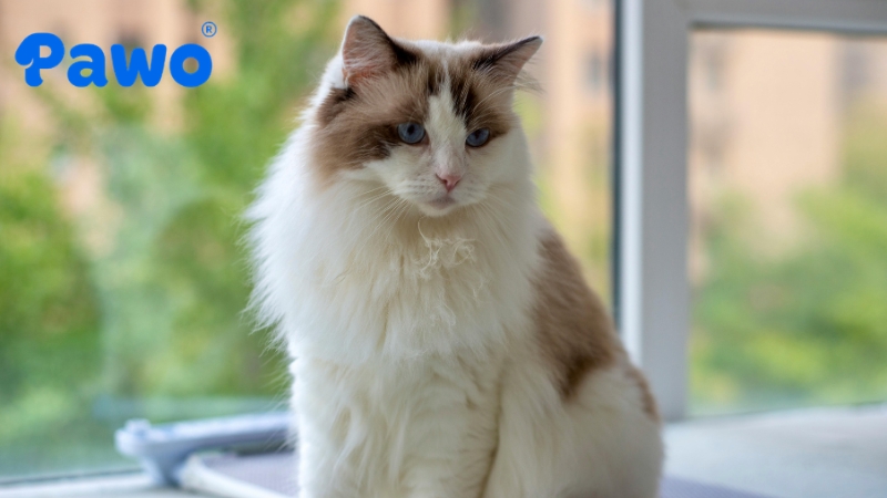 Mèo Ragdoll sở hữu một vẻ ngoài vô cùng ấn tượng với thân hình to lớn