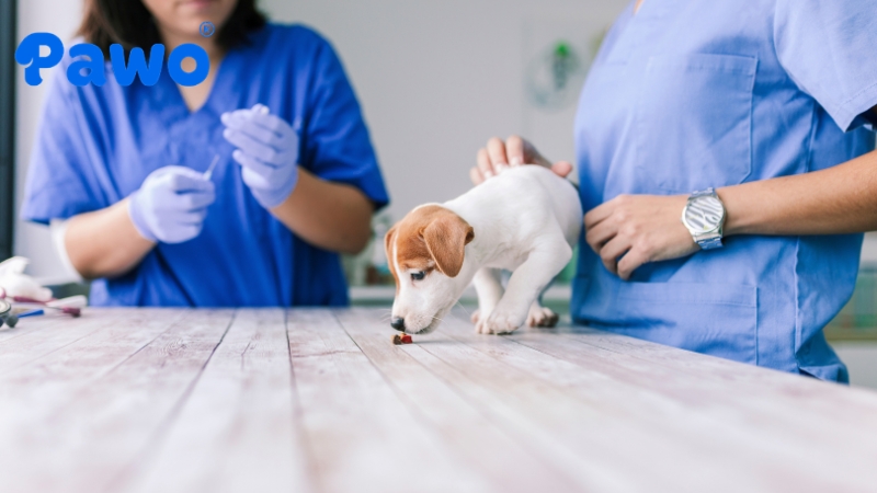 Tẩy giun định kỳ ngăn chặn nhiễm giun sán cho thú cưng