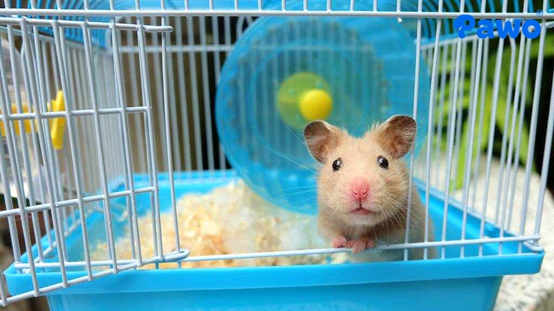 Lồng nuôi chính là ngôi nhà và không gian sống của Hamster