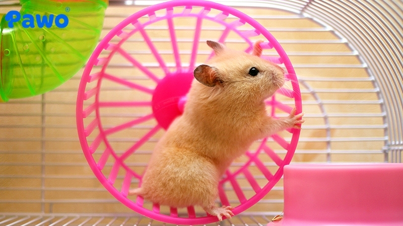 Bánh xe giúp Hamster giải tỏa năng lượng 
