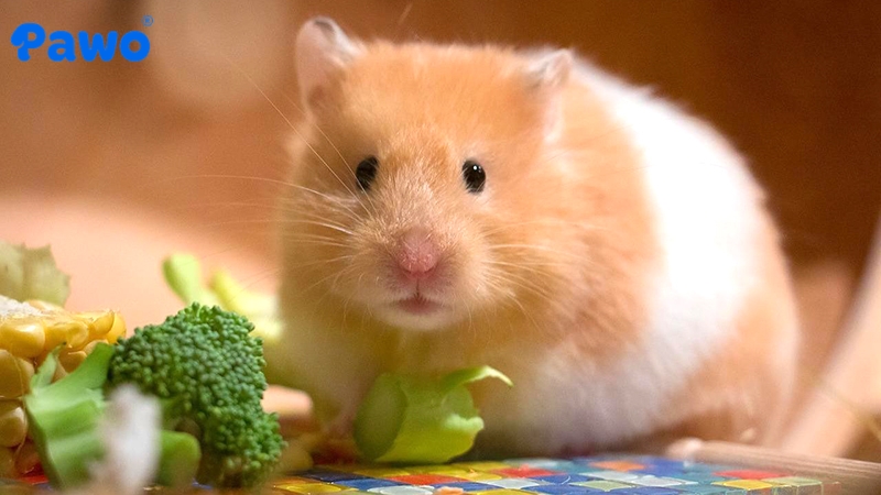 Hamster rất thích ăn rau củ quả