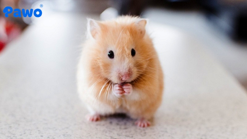 Pawo Pet Shop cung cấp trọn bộ vật dụng nuôi Hamster