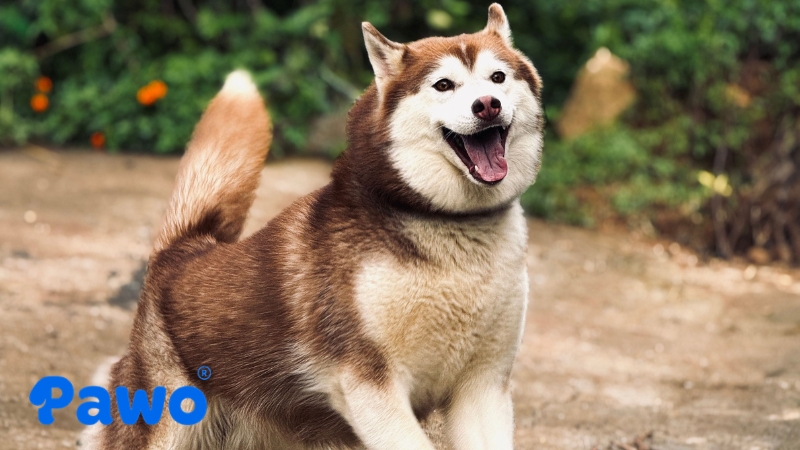 Cung cấp đúng loại thức ăn chuyên biệt giúp thú cưng sống lâu